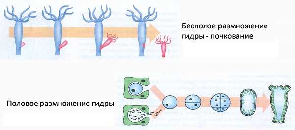 Как восстановить аккаунт в кракен